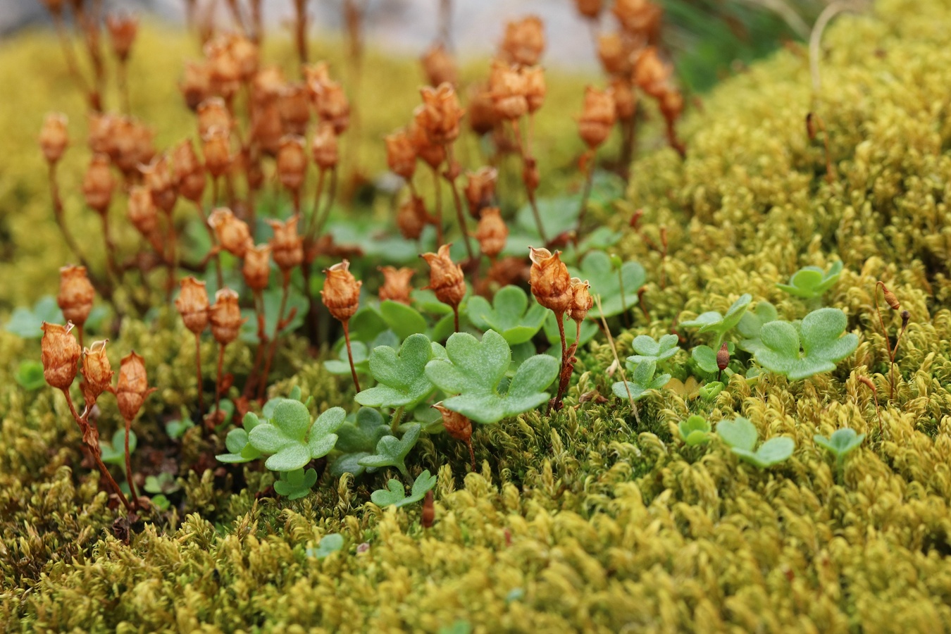 Image of Saxifraga rivularis specimen.