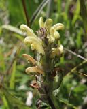 Pedicularis tristis