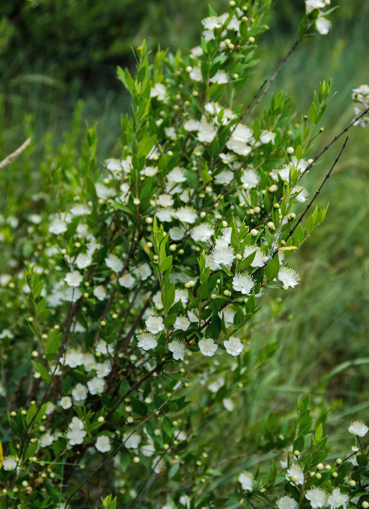 Изображение особи Myrtus communis.