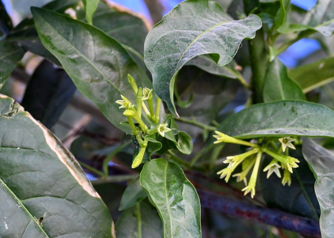 Image of Cestrum nocturnum specimen.