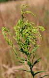 Solidago canadensis