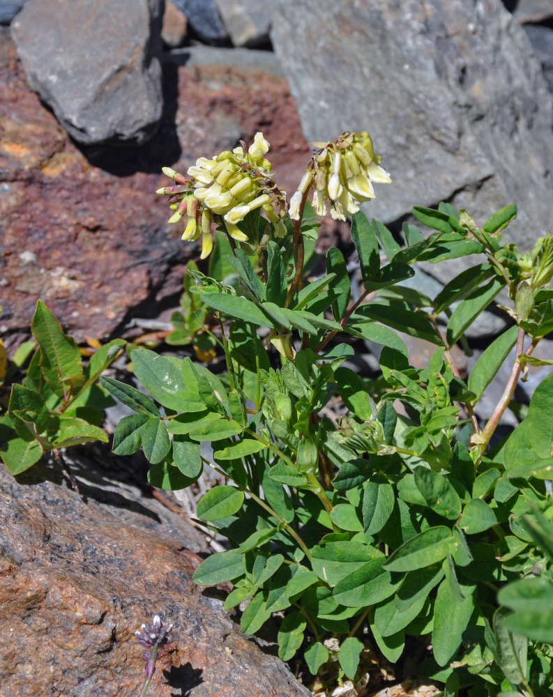 Изображение особи Astragalus frigidus.