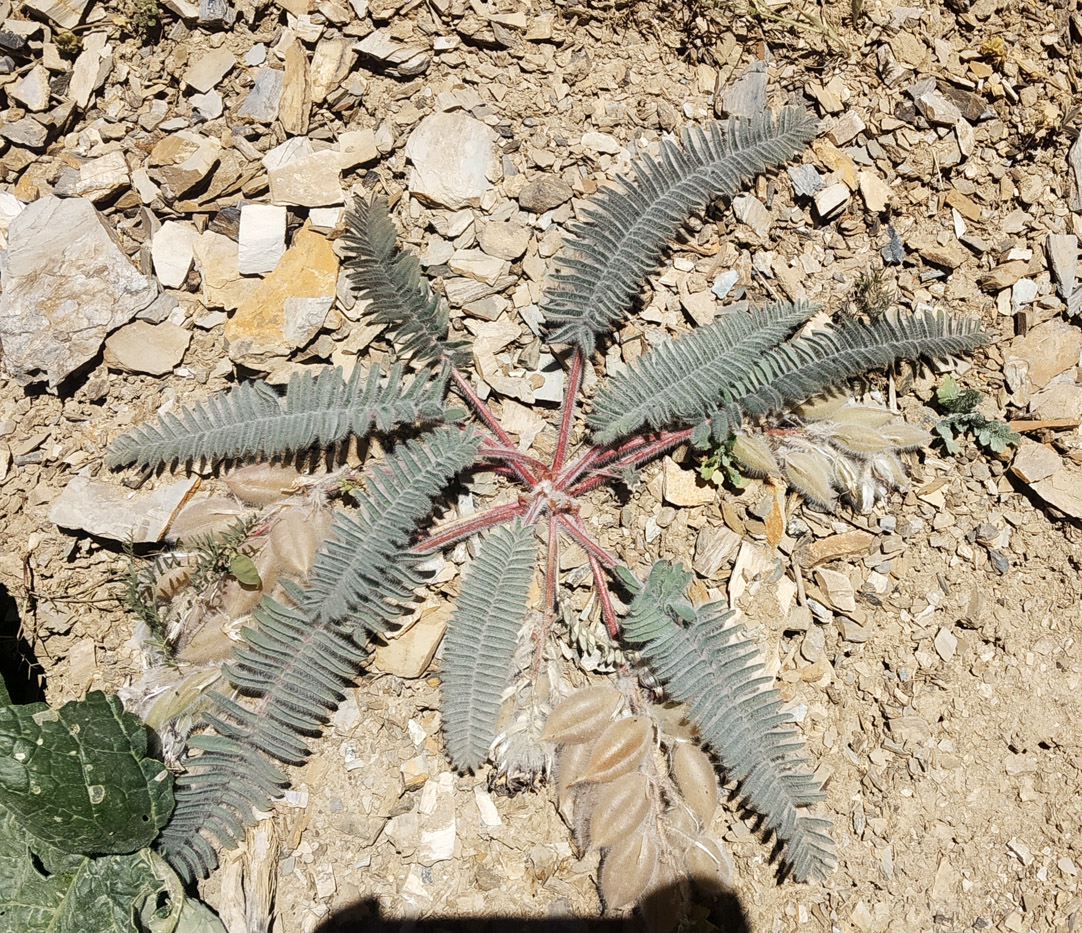 Изображение особи Astragalus leptophysus.