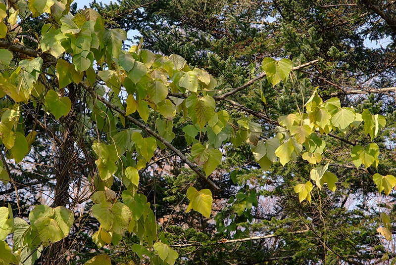 Image of Pueraria lobata specimen.