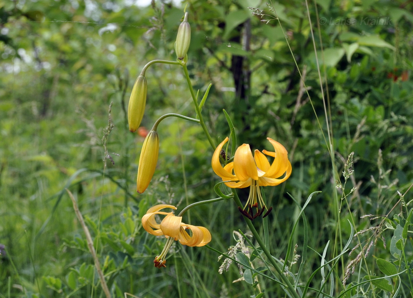 Image of Lilium pumilum specimen.