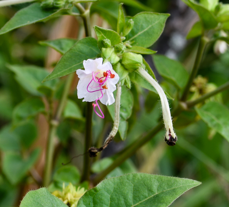Image of genus Mirabilis specimen.