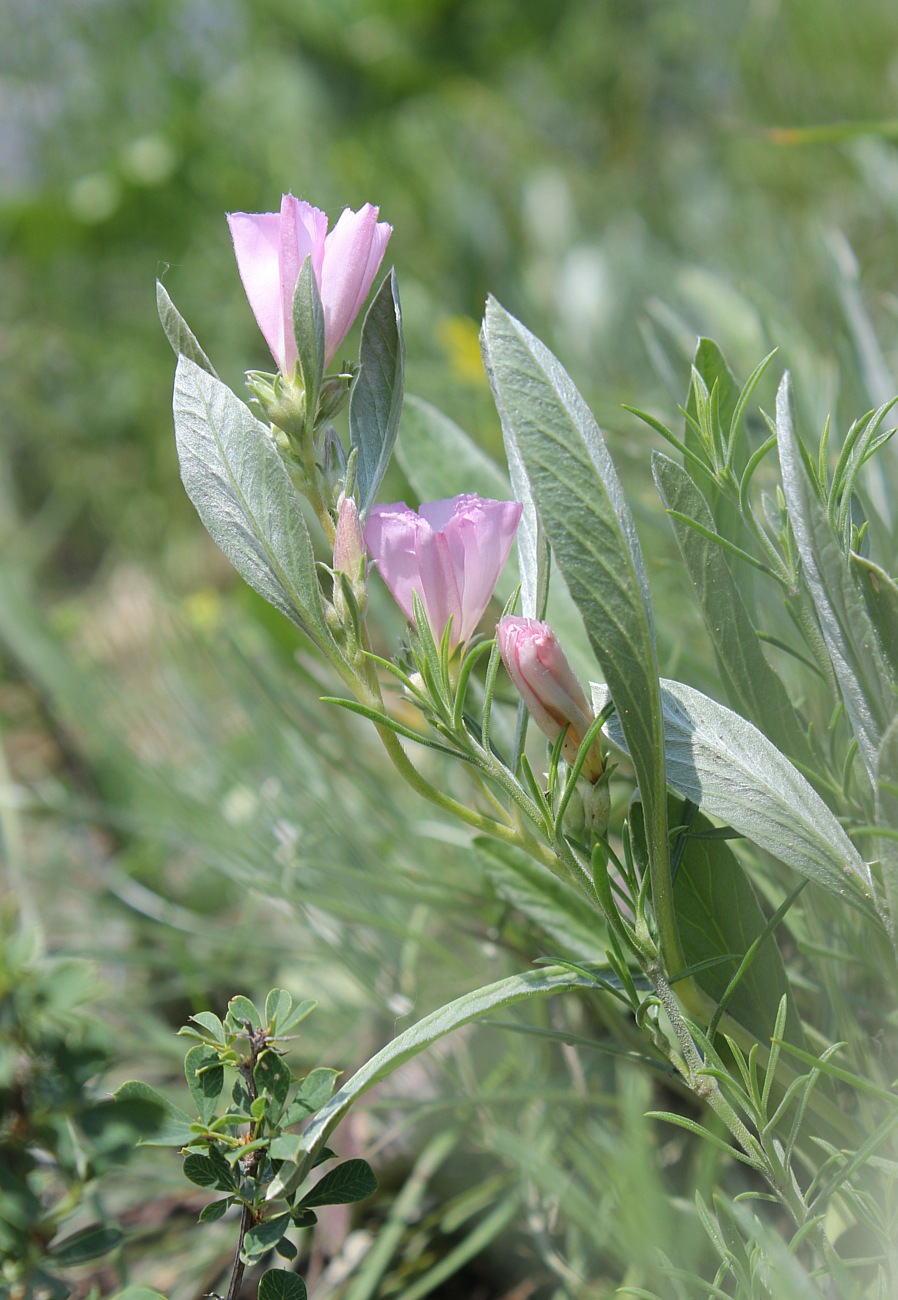 Image of Convolvulus lineatus specimen.