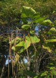 Catalpa bignonioides