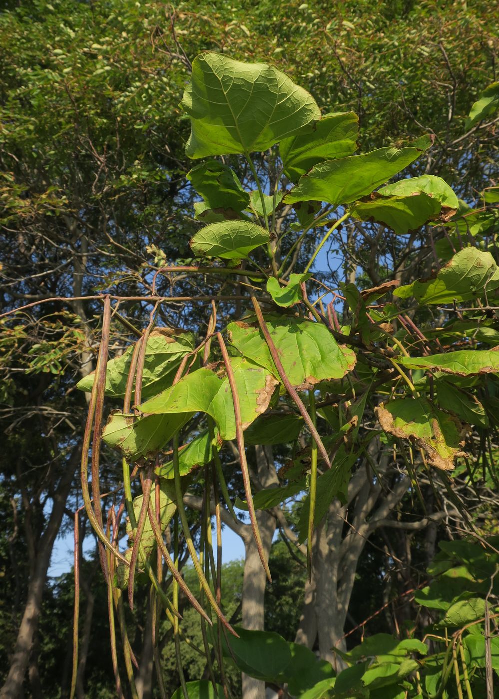 Изображение особи Catalpa bignonioides.