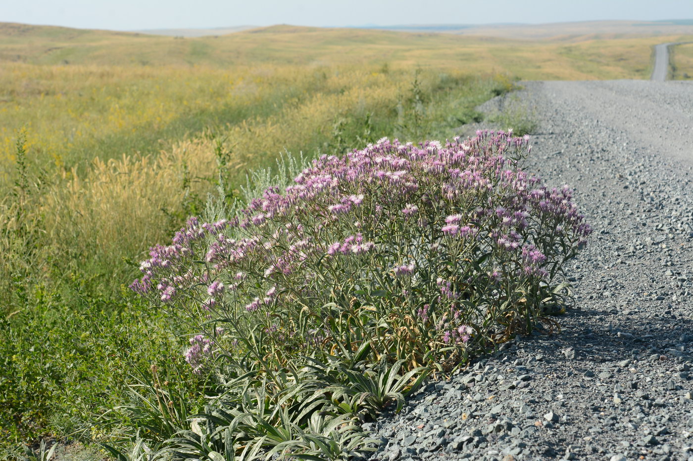 Image of Jurinea multiflora specimen.