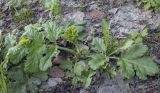 Heracleum sosnowskyi