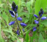 Polygala vulgaris