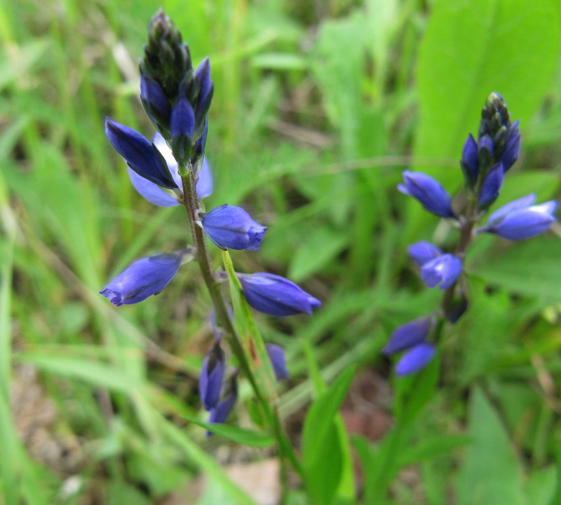 Image of Polygala vulgaris specimen.