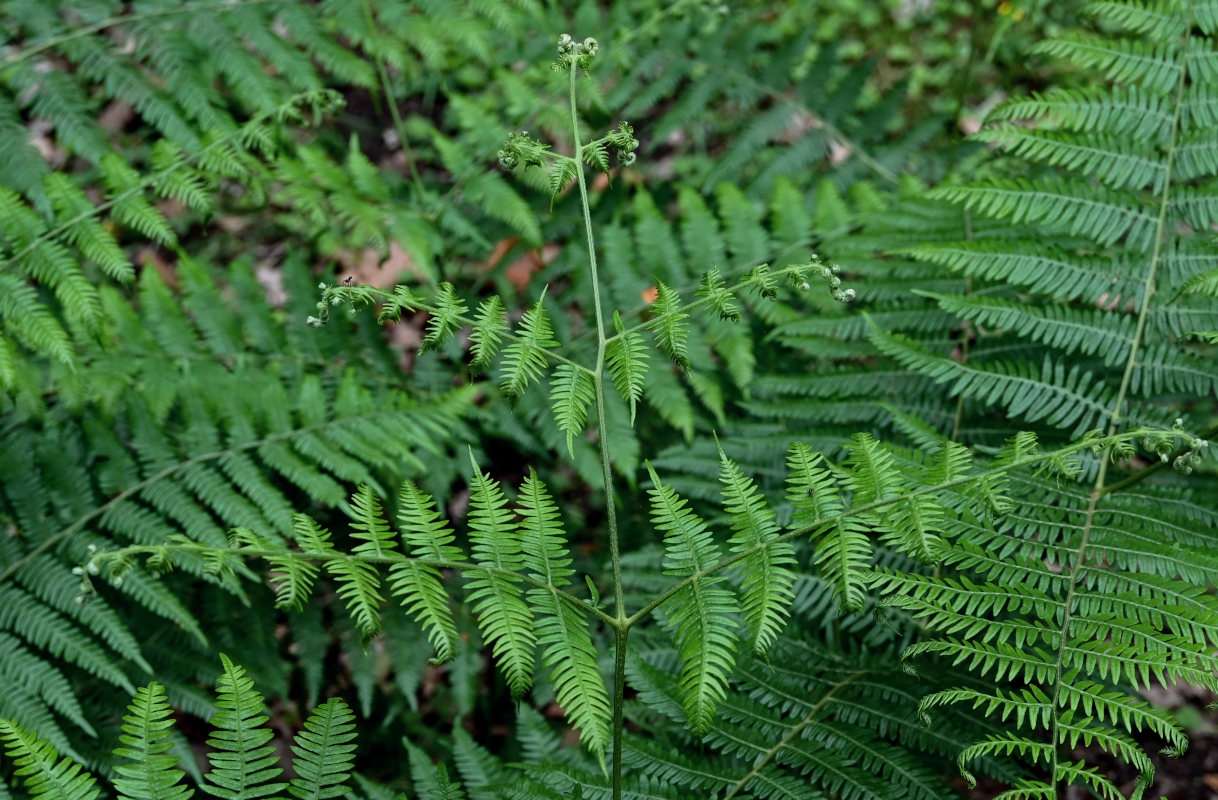 Image of Pteridium tauricum specimen.