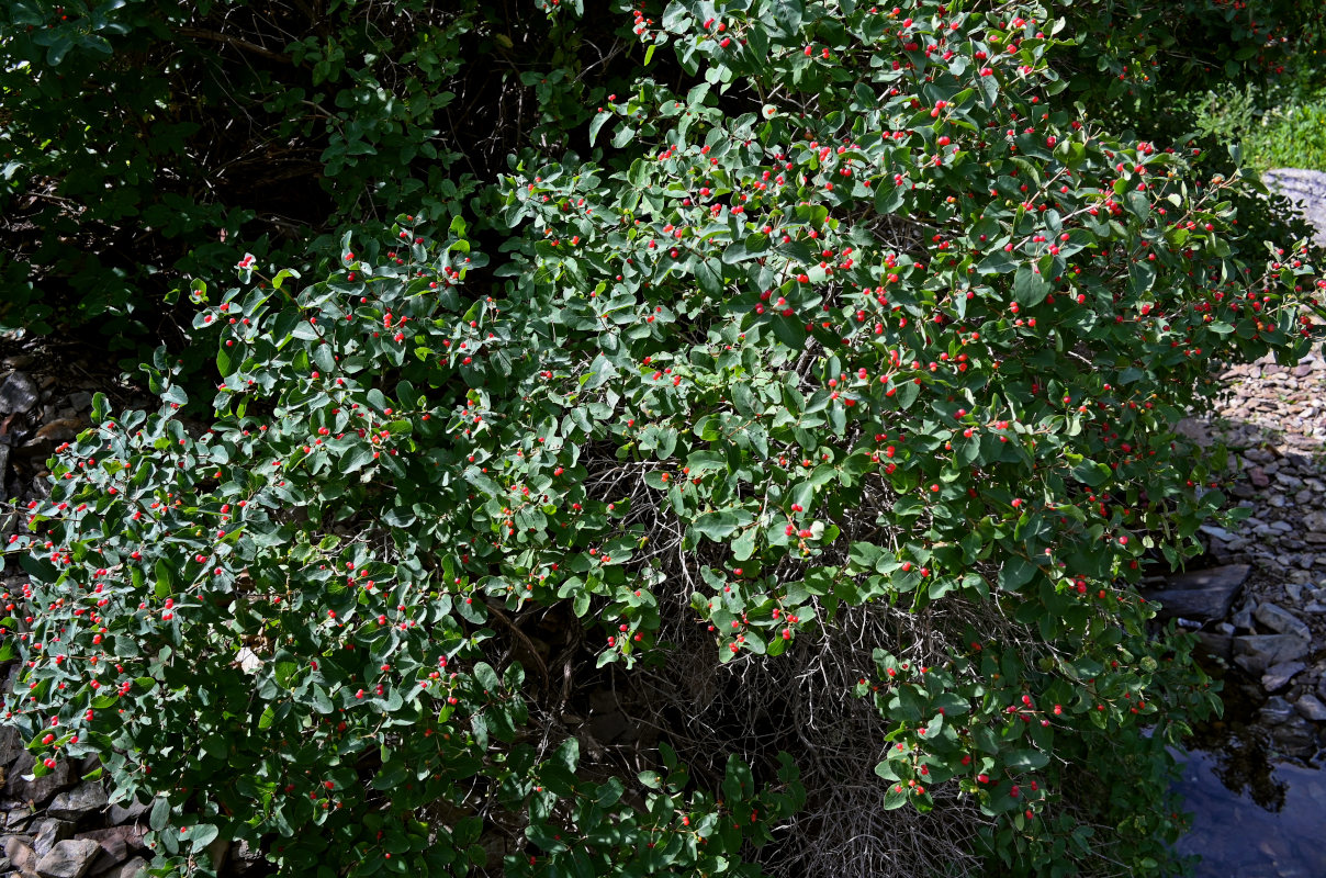 Image of Lonicera tatarica specimen.