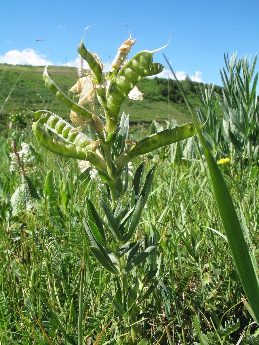 Image of Thermopsis mongolica specimen.