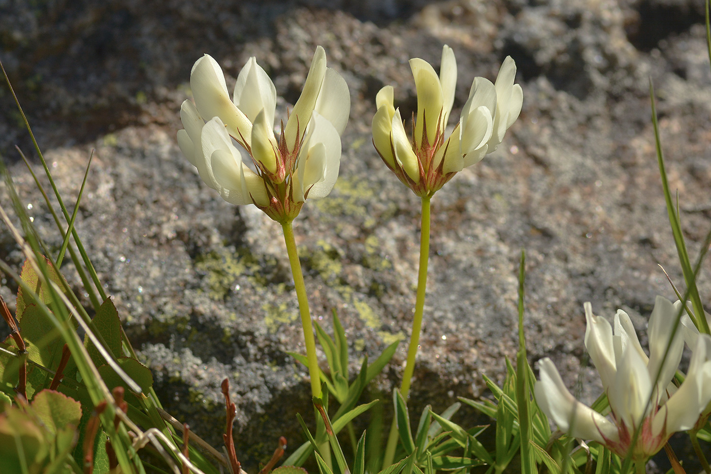 Изображение особи Trifolium polyphyllum.