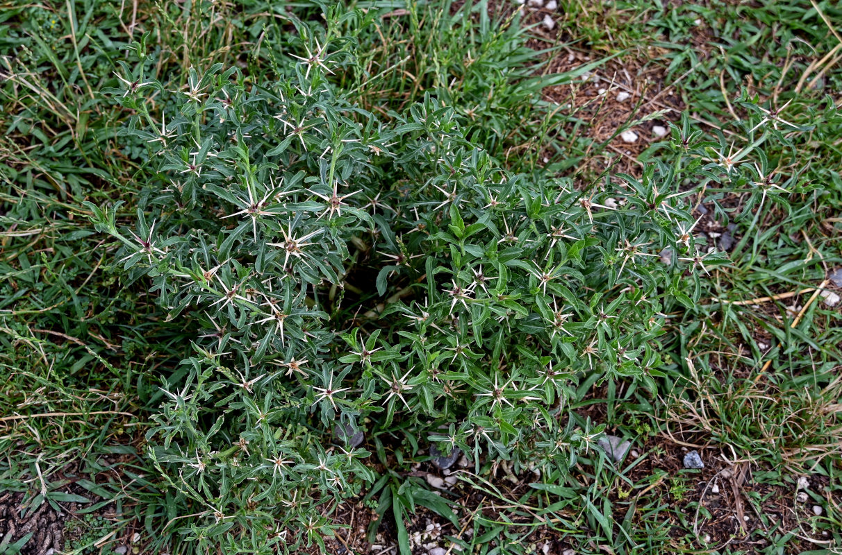 Image of Centaurea iberica specimen.