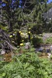 Trollius europaeus. Цветущие растения. Испания, Каталония, пров. Жирона, комарка Рипольес, муниципалитет Сеткасес, курорт \"Вальтер 2000\", ≈2150 м н.у.м., верховья р. Тер, каменистый берег вдоль каскадов. 10.07.2022.