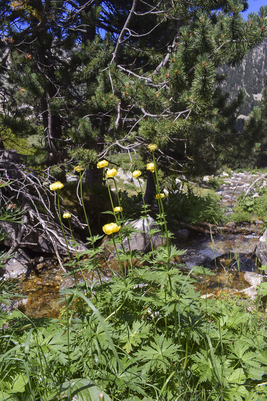 Image of Trollius europaeus specimen.