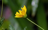 Euryops pectinatus