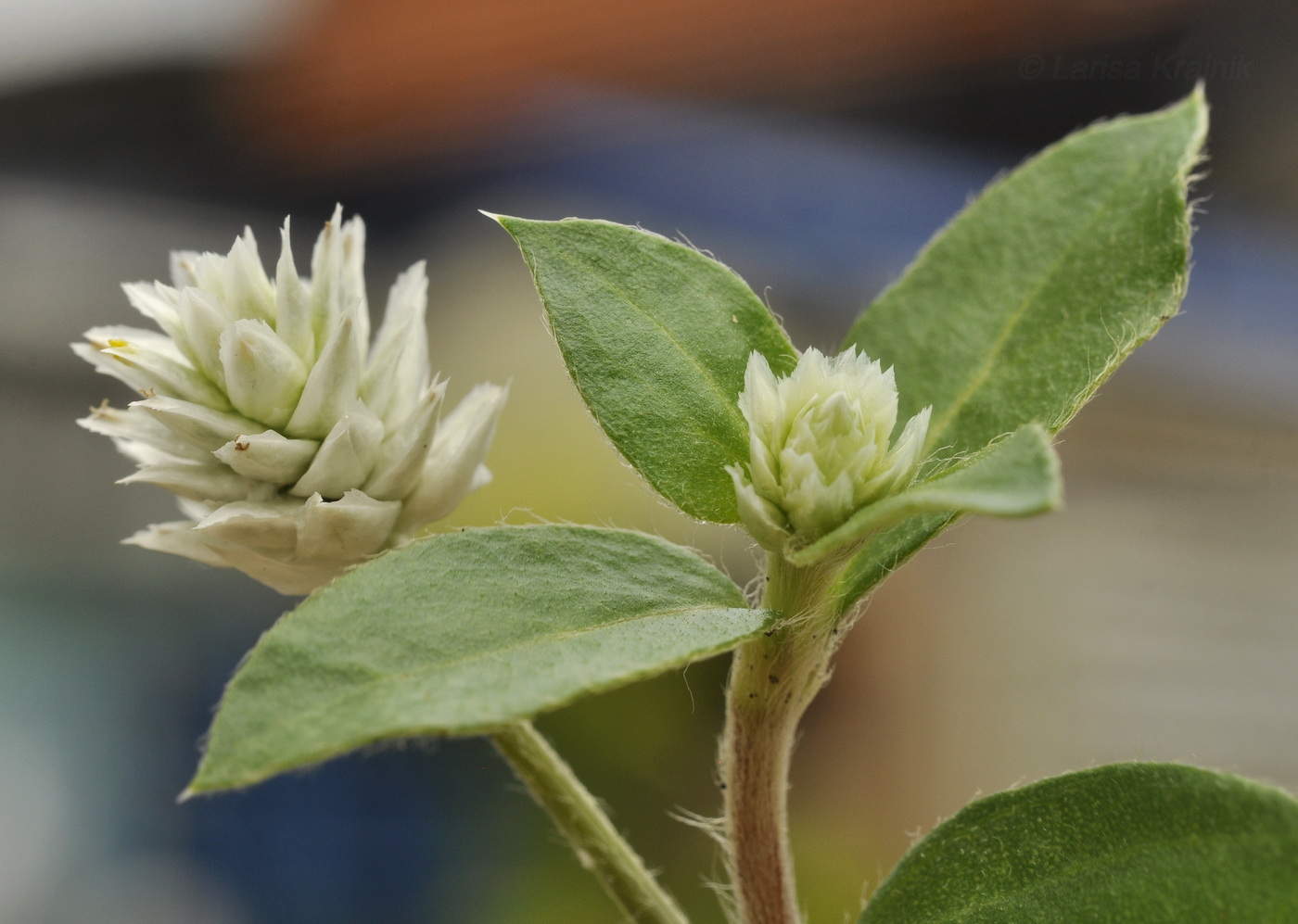 Image of Gomphrena celosioides specimen.