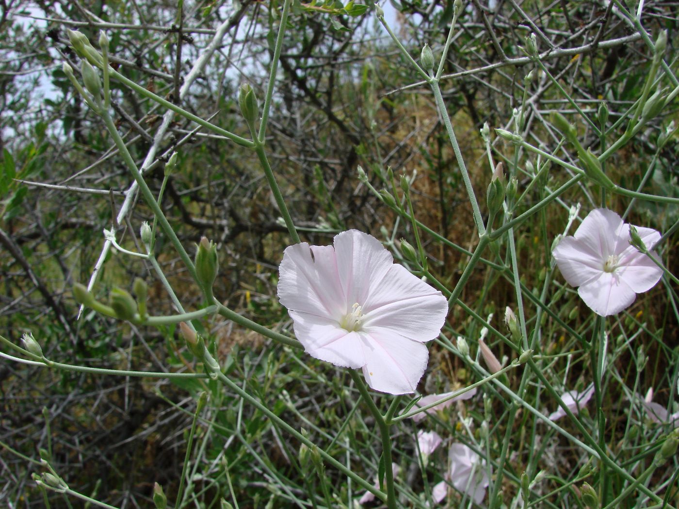 Image of Convolvulus pseudocantabrica specimen.