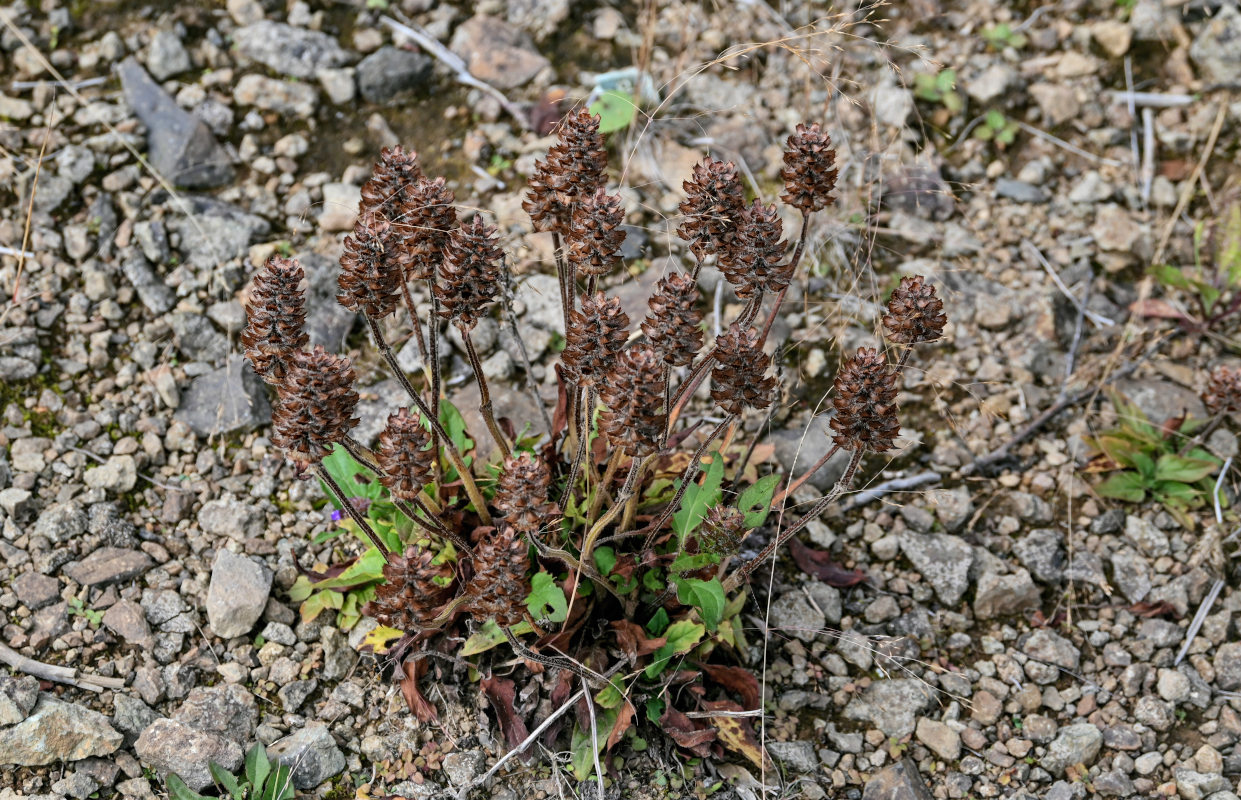 Image of Prunella japonica specimen.