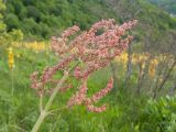 Rumex tuberosus. Верхушка побега с соцветием. Краснодарский край, Новороссийский р-н, гора Рябкова, остепнённый луг на склоне. 17.05.2015.