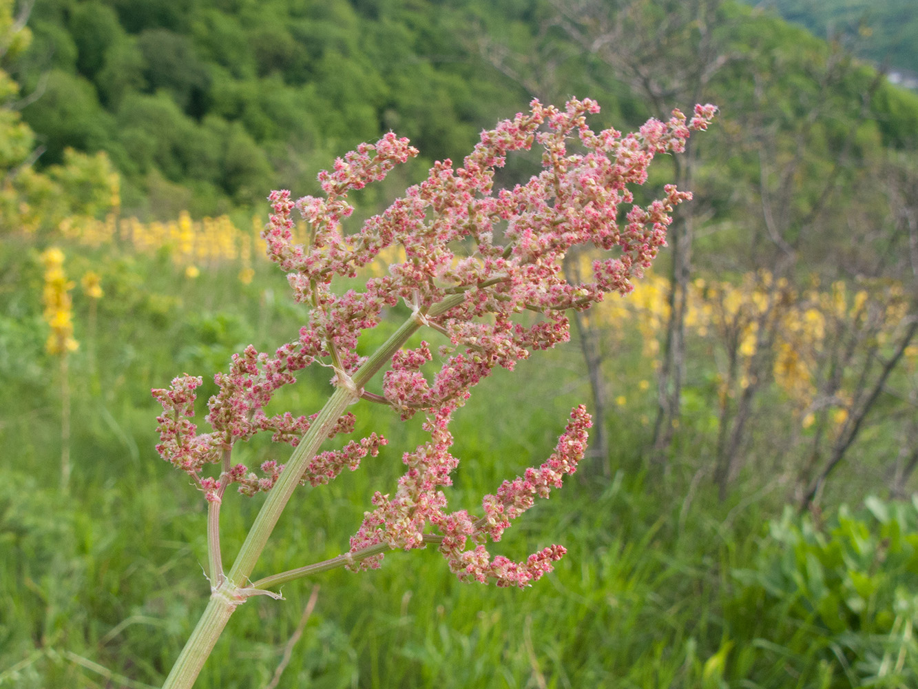 Изображение особи Rumex tuberosus.