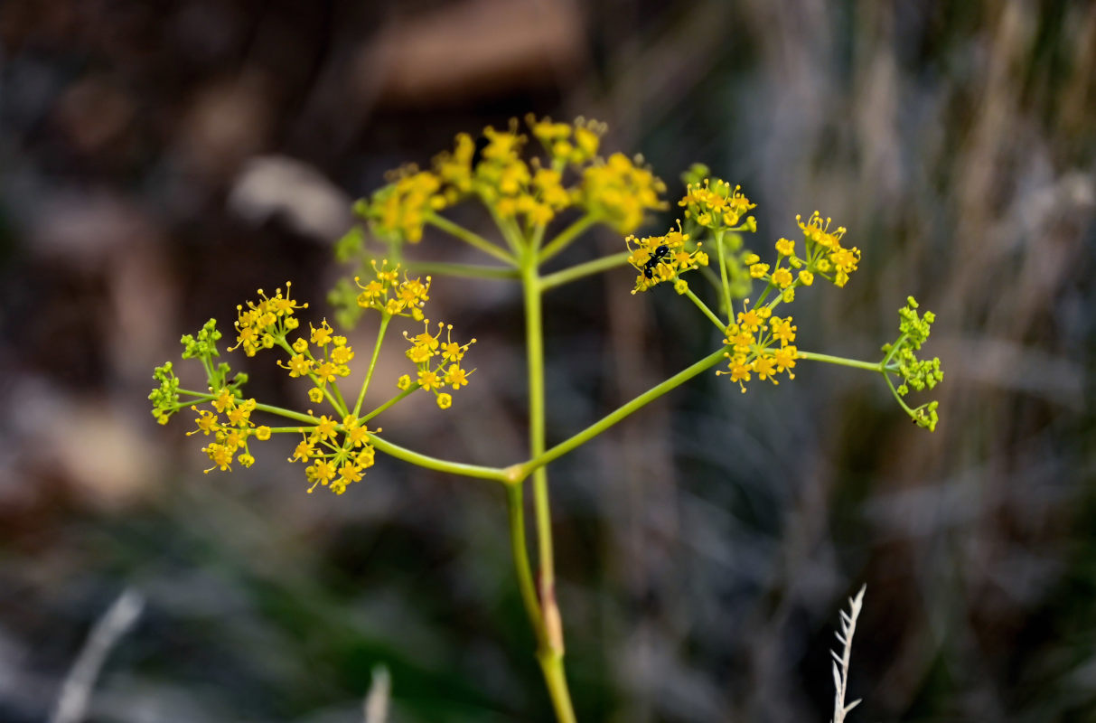 Image of Ferula caspica specimen.