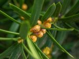 genus Taxus