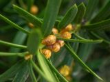 Taxus