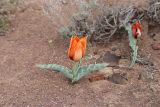 Смотреть изображение Tulipa alberti