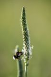 Plantago urvillei