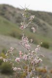 Amygdalus spinosissima