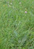 Knautia montana