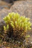 род Bryum. Побеги. Карачаево-Черкесия, Урупский р-н, хр. Абишира-Ахуба, окр. оз. Перевальное, ≈ 2700 м н.у.м., ручей. 11.08.2024.