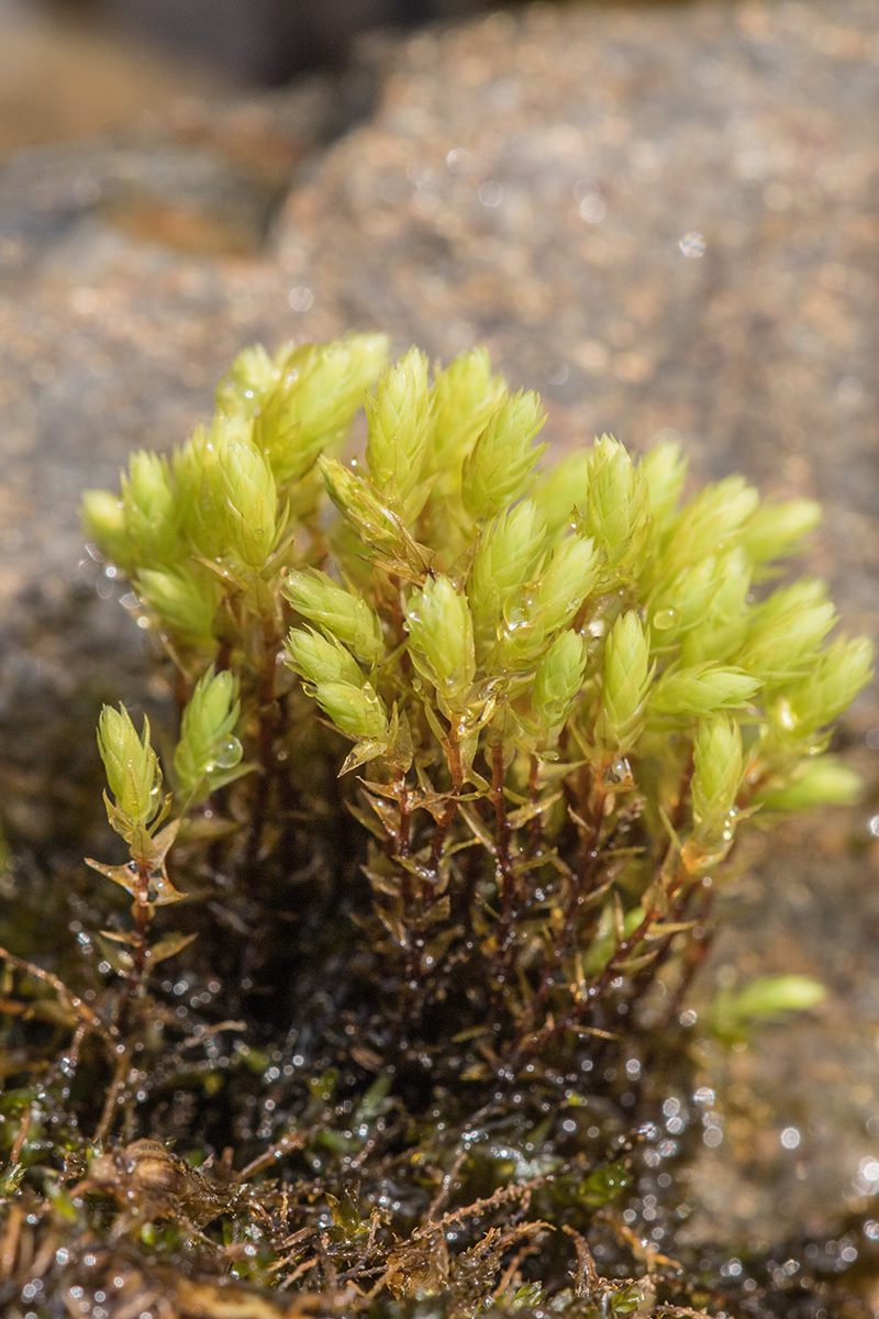 Image of genus Bryum specimen.