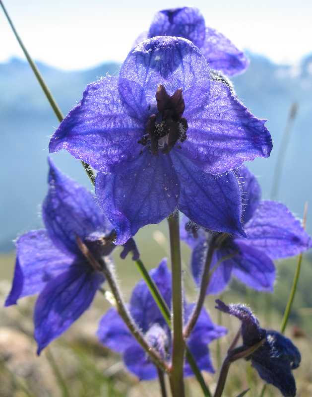 Image of Delphinium caucasicum specimen.