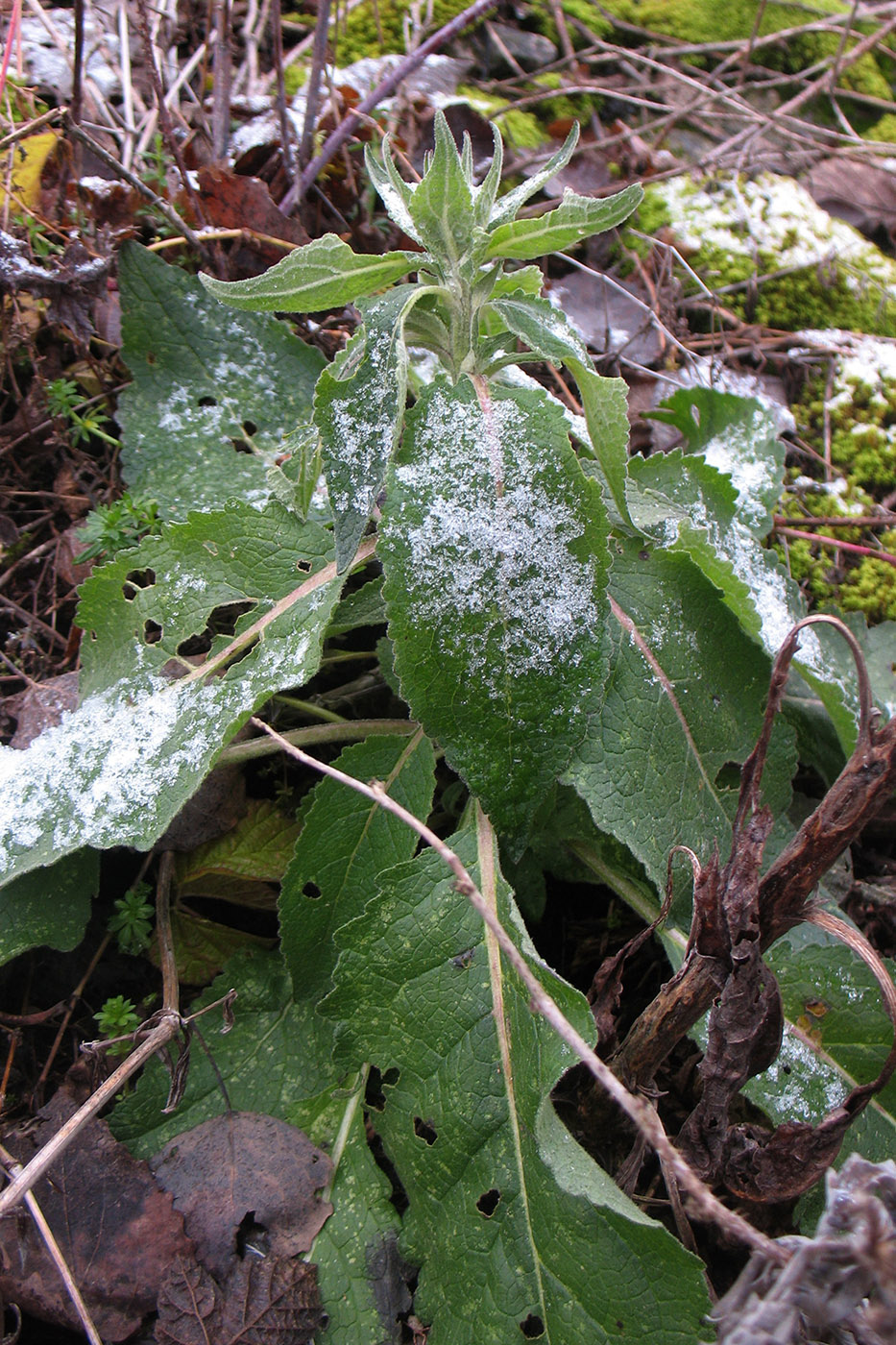 Image of Verbascum lychnitis specimen.