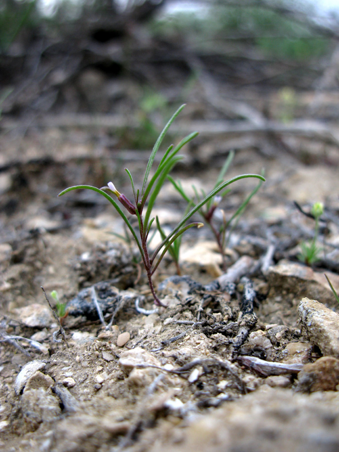 Изображение особи Leptaleum filifolium.