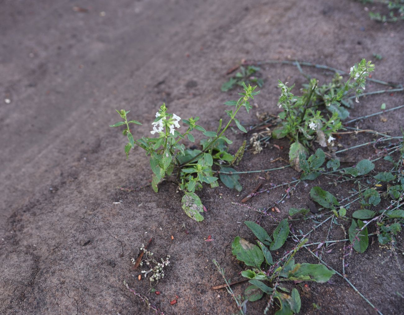 Изображение особи Stachys annua.
