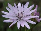 Scorzonera purpurea