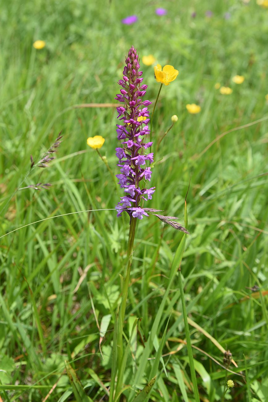 Image of Gymnadenia conopsea specimen.