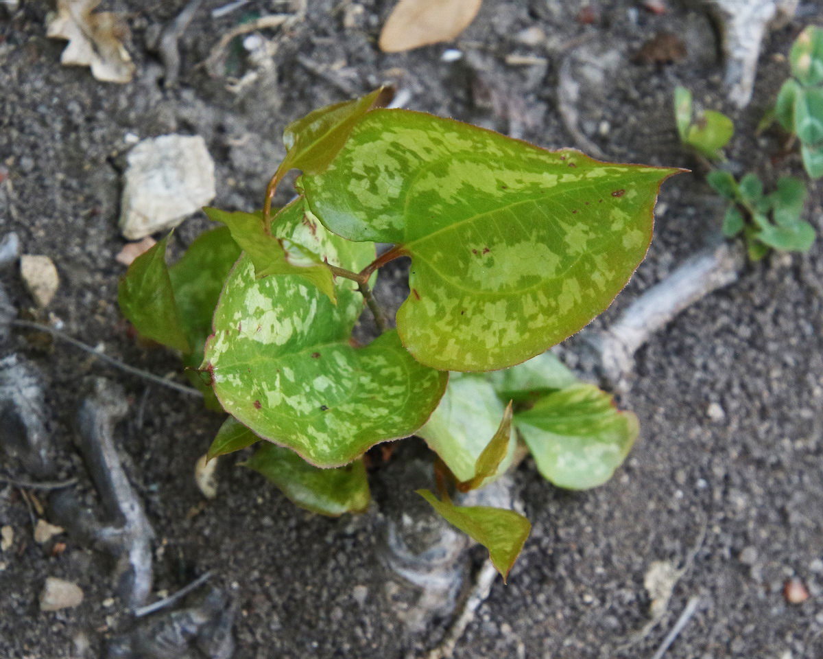 Изображение особи Smilax excelsa.