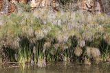 Cyperus papyrus. Заросли на мелководье пруда. Израиль, г. Кармиэль, городской парк. 13.02.2011.