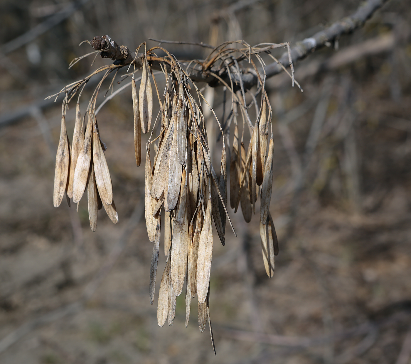 Image of genus Fraxinus specimen.