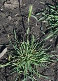 Hordeum leporinum