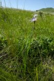 Scorzonera purpurea